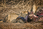 Lions eat buffalo