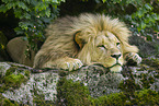 African Lion