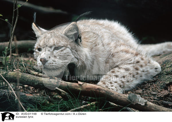 Eurasischer Luchs / eurasian lynx / AVD-01148