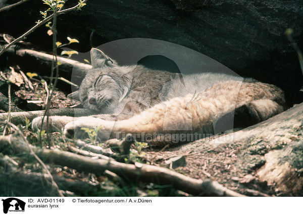 Eurasischer Luchs / eurasian lynx / AVD-01149