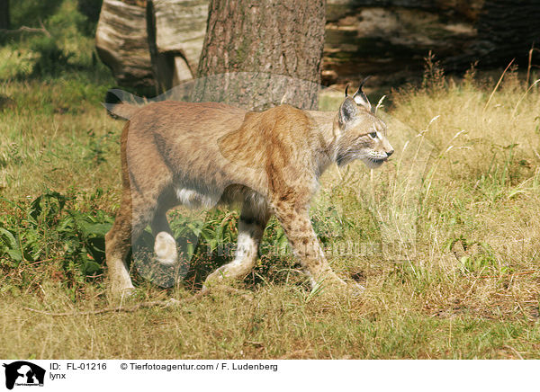 Luchs / lynx / FL-01216