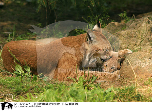 Luchs Mutter mit Welpen / Lynx mother with kitten / FL-01237