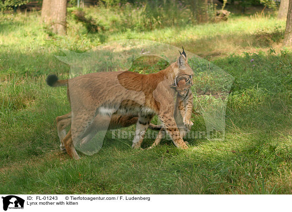 Luchs Mutter mit Welpen / Lynx mother with kitten / FL-01243