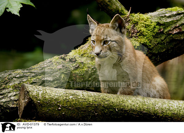 junger Luchs / young lynx / AVD-01379