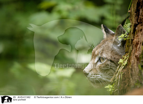 Portrait eines Luchses / lynx portrait / AVD-01382