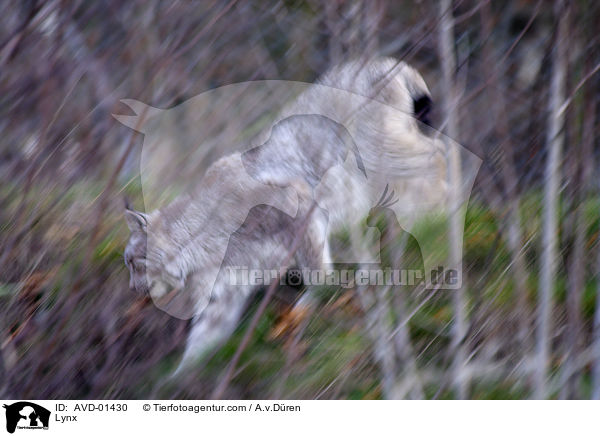 Luchs / Lynx / AVD-01430