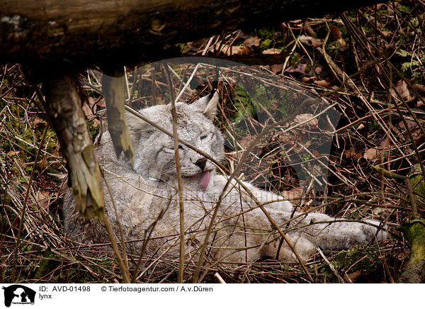 Europischer Luchs / lynx / AVD-01498