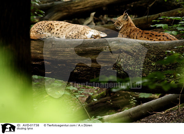 dsende Luchse / dozing lynx / AVD-01738