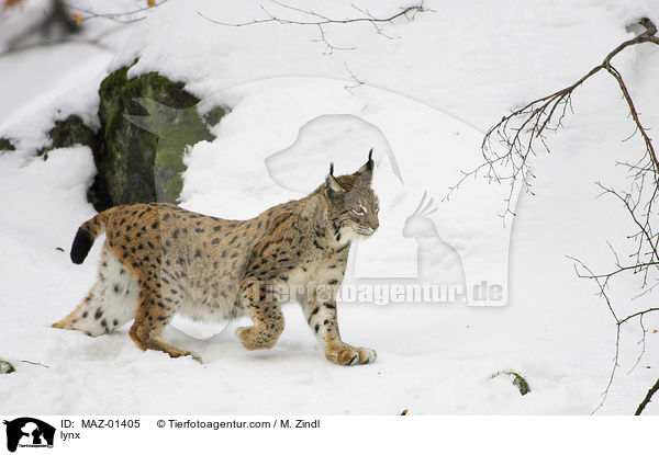 Luchs / lynx / MAZ-01405