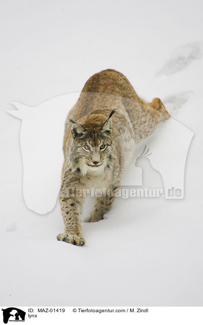 lynx / MAZ-01419