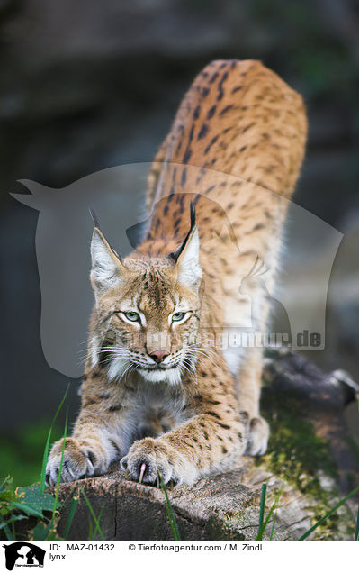 Luchs / lynx / MAZ-01432