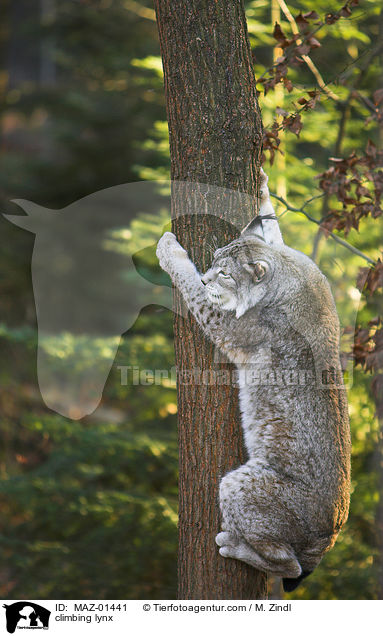 kletternder Luchs / climbing lynx / MAZ-01441