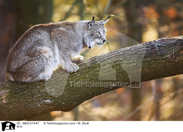 Luchs / lynx / MAZ-01447