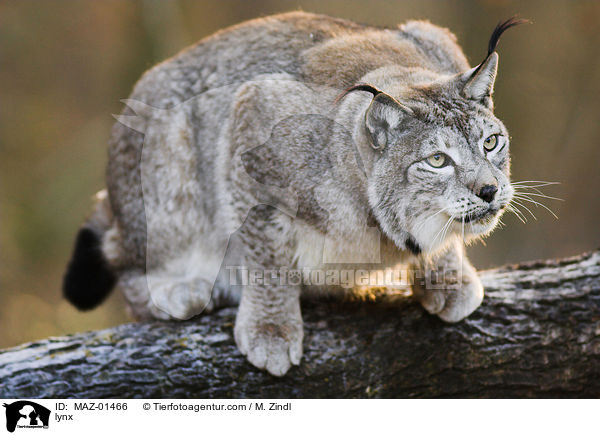 Luchs / lynx / MAZ-01466