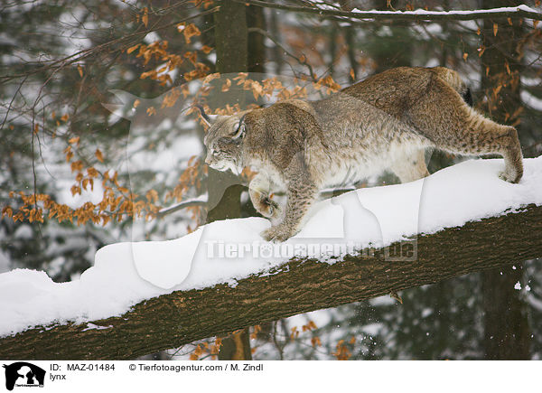 Luchs / lynx / MAZ-01484