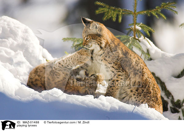 spielende Luchse / playing lynxes / MAZ-01488