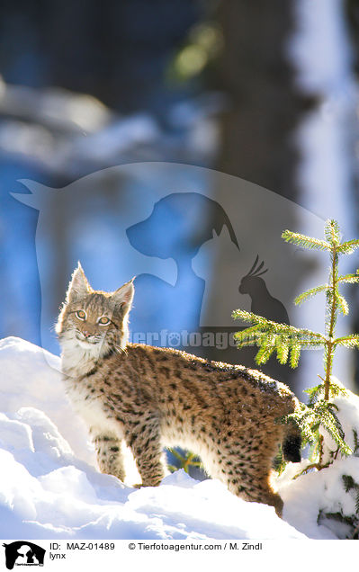 Luchs / lynx / MAZ-01489