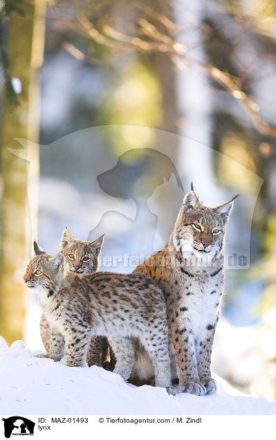lynx / MAZ-01493
