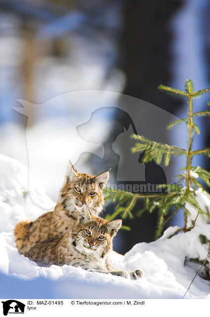 Luchs / lynx / MAZ-01495