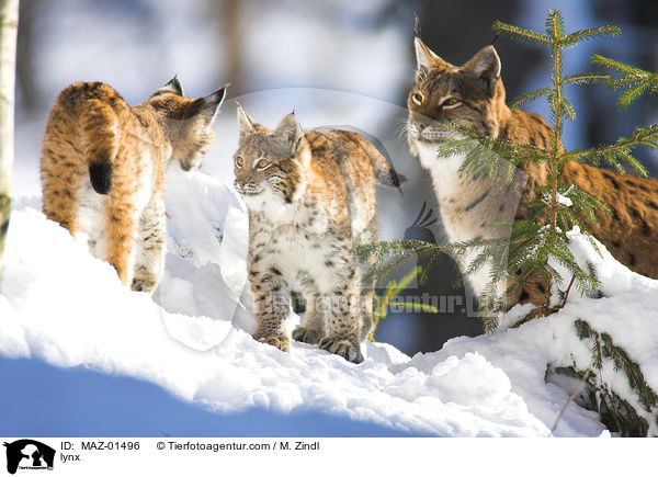 Luchs / lynx / MAZ-01496