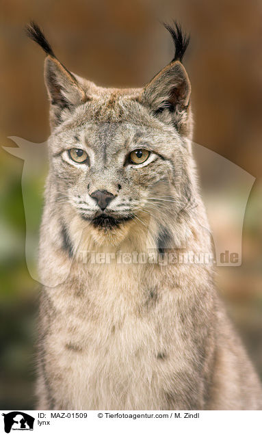 lynx / MAZ-01509