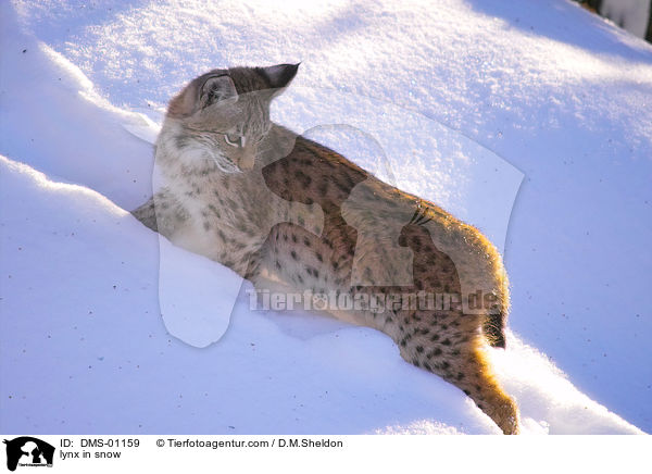 Luchs im Schnee / lynx in snow / DMS-01159