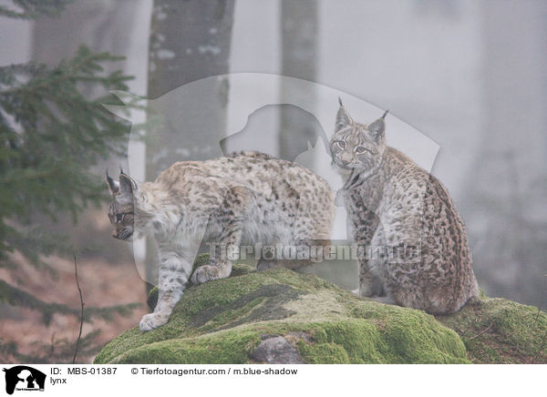 Luchs / lynx / MBS-01387