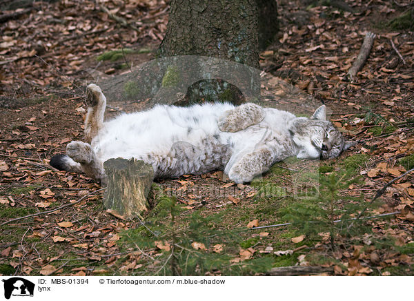 Luchs / lynx / MBS-01394