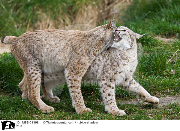 Luchs / lynx / MBS-01398