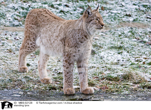 stehender Luchs / standing lynx / MBS-02128