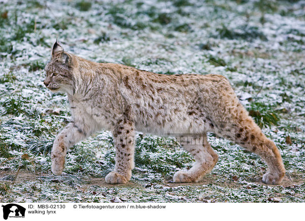 gehender Luchs / walking lynx / MBS-02130