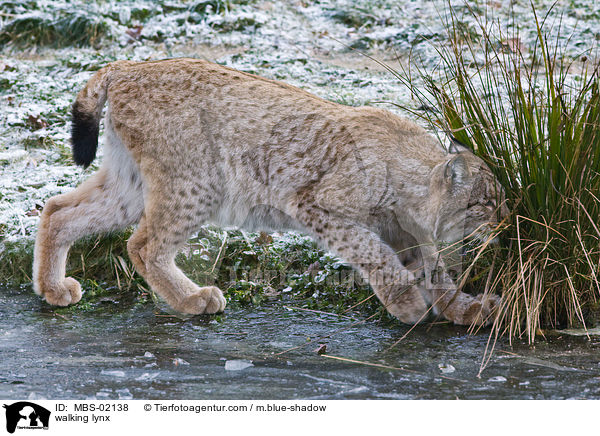 gehender Luchs / walking lynx / MBS-02138