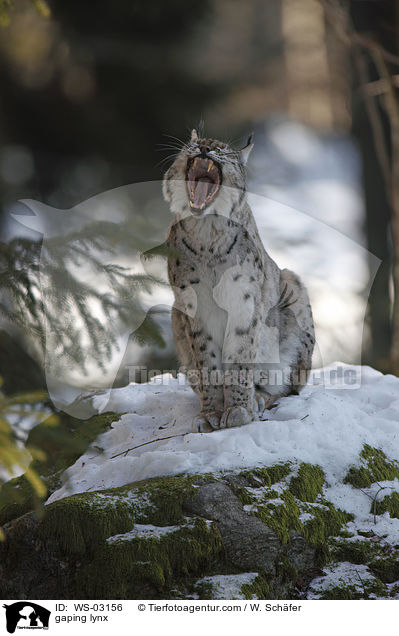 ghnender Luchs / gaping lynx / WS-03156