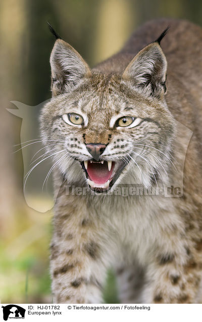 Europischer Luchs / European lynx / HJ-01782