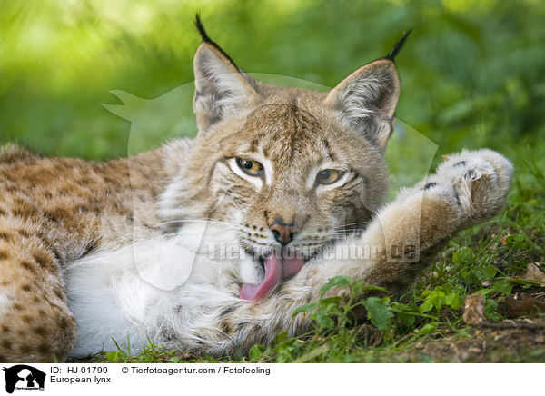 Europischer Luchs / European lynx / HJ-01799