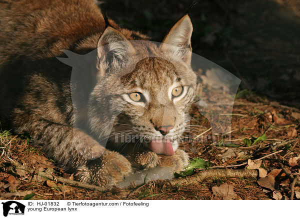 junger Europischer Luchs / young European lynx / HJ-01832