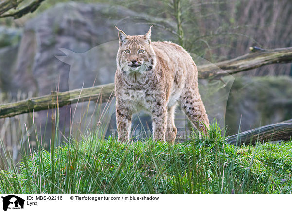 Luchs / Lynx / MBS-02216