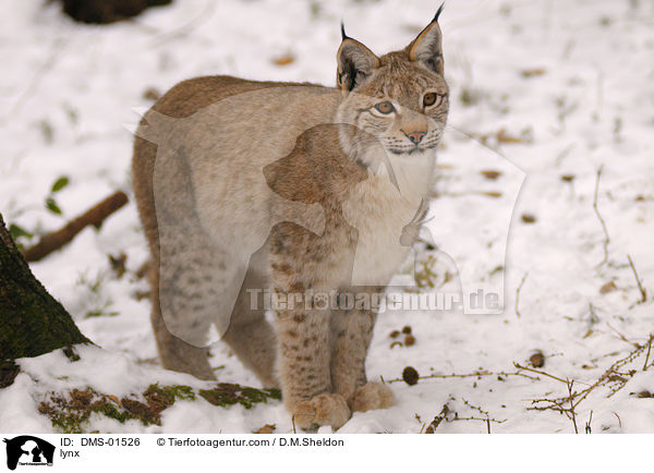 Luchs / lynx / DMS-01526