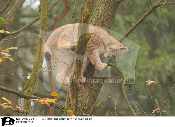 kletternder Luchs / climbing lynx / DMS-02411