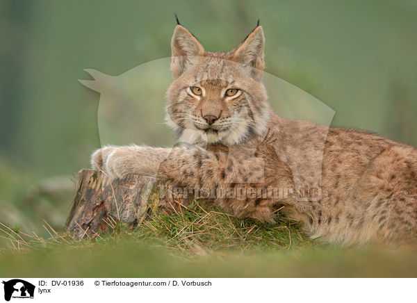 lynx / DV-01936