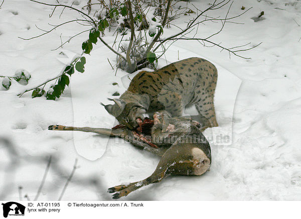 Luchs mit Beute / lynx with prery / AT-01195
