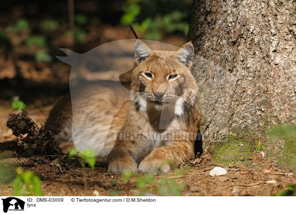 Luchs / lynx / DMS-03009