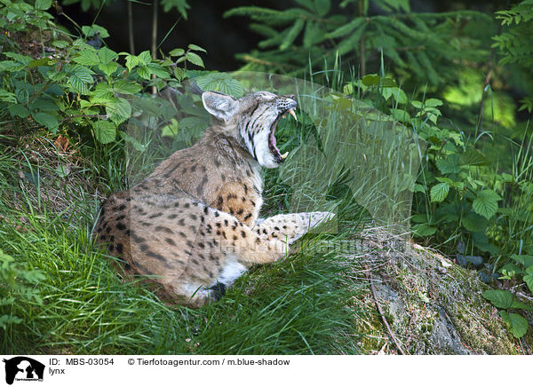 Luchs / lynx / MBS-03054