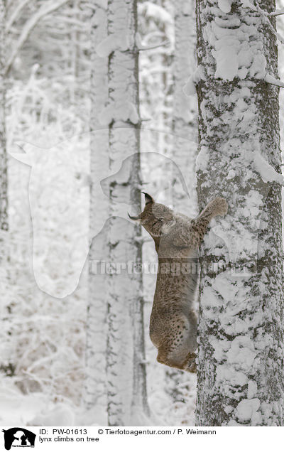 Luchs klettert auf Baum / lynx climbs on tree / PW-01613