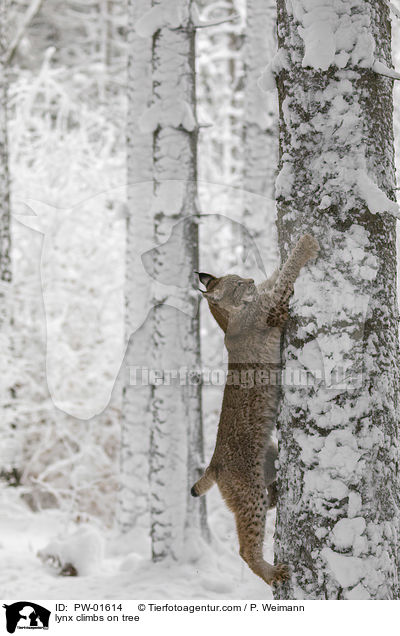 Luchs klettert auf Baum / lynx climbs on tree / PW-01614