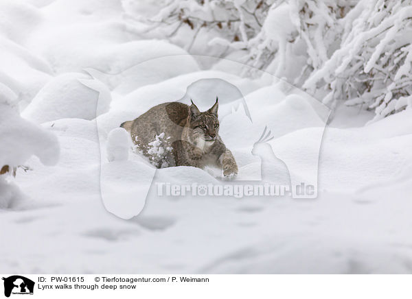 Luchs luft durch Tiefschnee / Lynx walks through deep snow / PW-01615