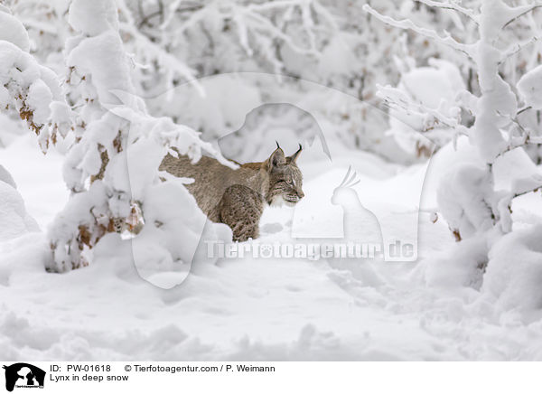 Luchs im Tiefschnee / Lynx in deep snow / PW-01618