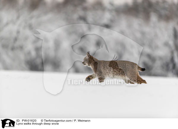 Luchs luft durch Tiefschnee / Lynx walks through deep snow / PW-01620