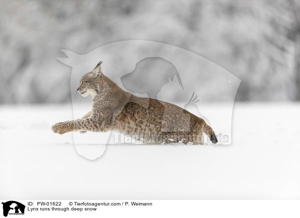 Luchs rennt durch Tiefschnee / Lynx runs through deep snow / PW-01622
