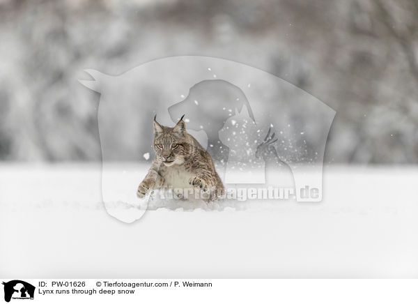 Luchs rennt durch Tiefschnee / Lynx runs through deep snow / PW-01626